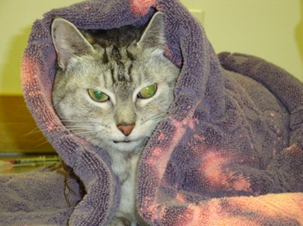 Cuddled in