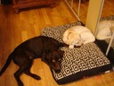 Taking a snooze